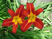 11th Jul 2012 - another Day Lily