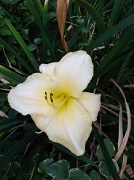 9th Jul 2012 - Pale Yellow One