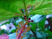 10th Jul 2012 - Tip Of My Hibiscus Bloom