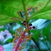 Tip Of My Hibiscus Bloom by brillomick