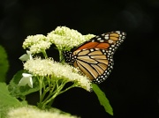 16th Jul 2012 - Monarch