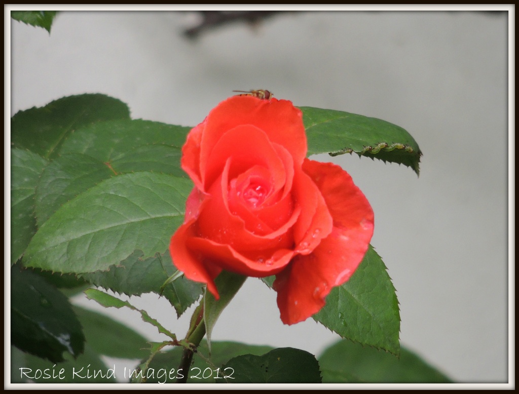 July rose by rosiekind
