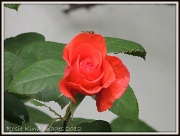 16th Jul 2012 - July rose