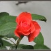 July rose by rosiekind