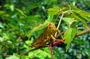 16th Jul 2012 - 7-16 The season of the grasshopper