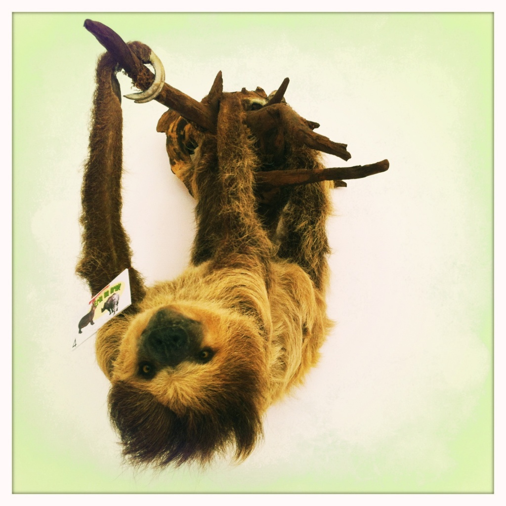 Sloth by mastermek