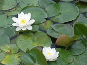14th Jul 2012 - Water Lily