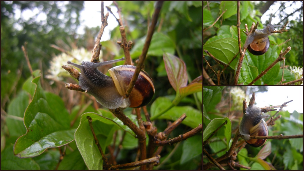 snails by pyrrhula