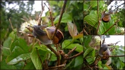 15th Jul 2012 - snails