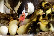 16th Jul 2012 - Baby ducks