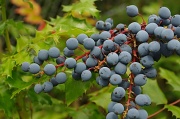 16th Jul 2012 - Oregon Grape (part 2)