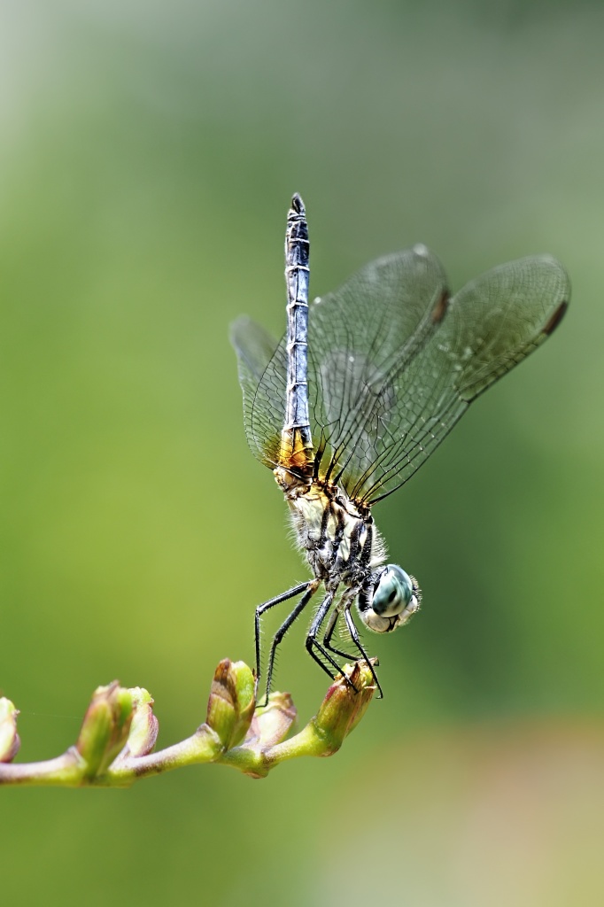 Dragonfly by lstasel
