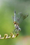 16th Jul 2012 - Dragonfly