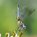 Dragonfly by lstasel