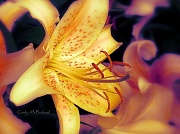17th Jul 2012 - Freckled Lillies