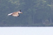 16th Jul 2012 - Stealth fishing on Sebec Lake