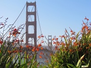 5th Jul 2012 - Golden Gate Flowers