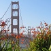 Golden Gate Flowers by juletee
