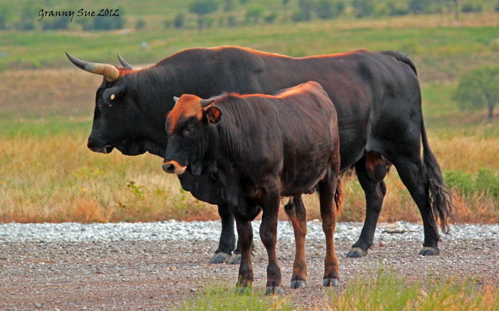 A lot'a bull and his mini me  by grannysue