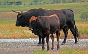 16th Jul 2012 - A lot'a bull and his mini me 