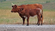13th Jul 2012 - Cow and calf 