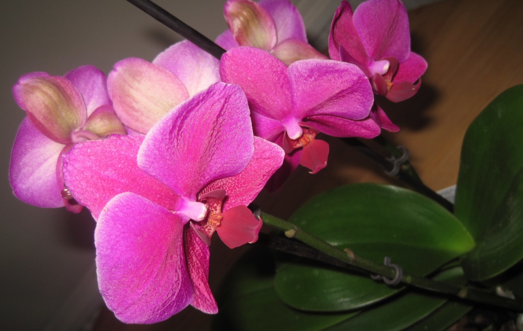 bright orchid by quietpurplehaze