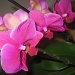 bright orchid by quietpurplehaze