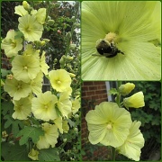 17th Jul 2012 - mellow yellow hollyhocks & happy bee