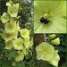 mellow yellow hollyhocks & happy bee by quietpurplehaze