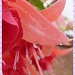 Fuchsia In A Raindrop by carolmw