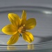 Yellow on glass by jayberg