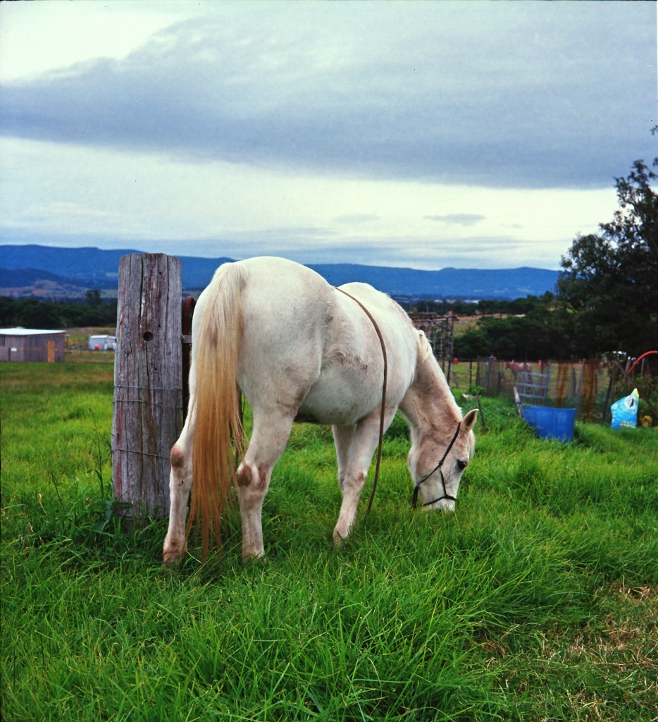 Eating grass by peterdegraaff