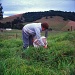 Cutting grass by peterdegraaff