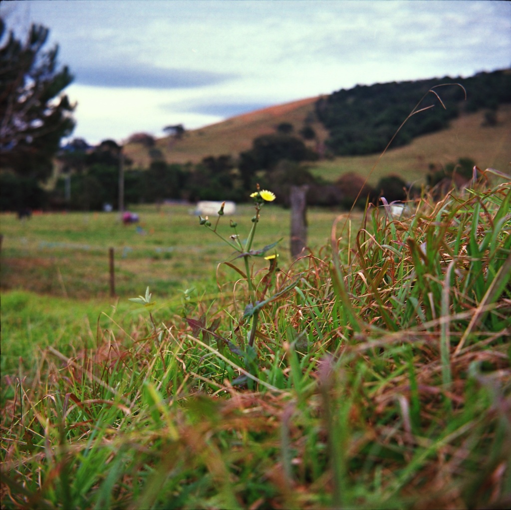 Growing grass by peterdegraaff