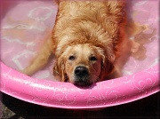 17th Jul 2012 - Coolin' In The Pool
