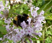 17th Jul 2012 - Bee on lavender in my garden