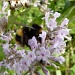 Bee on lavender in my garden by lellie