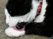 16th Jul 2012 - I'll just wash this paw.....