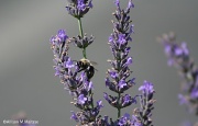 17th Jul 2012 - Loving the Lavender