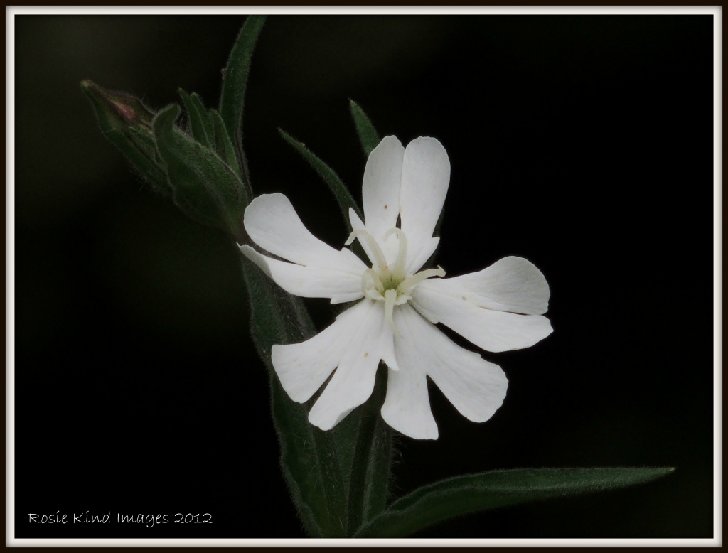 Campion by rosiekind