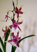 17th Jul 2012 - Orchid