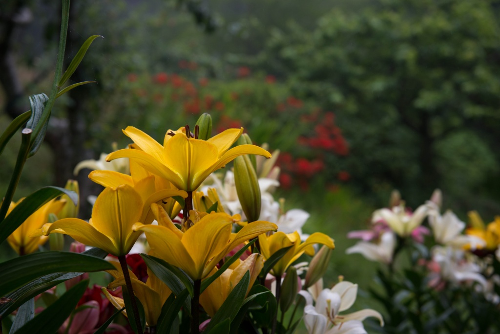 Lilies Have Burst by jgpittenger