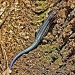 Five-Line Skink by lisabell