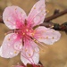 Peach Blossom by ubobohobo