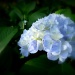 Hydrangea in the Morning Light by calm