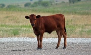 12th Jul 2012 - Red Heifer Calf