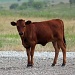 Red Heifer Calf by grannysue