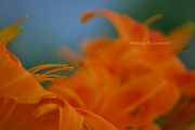 16th Jul 2012 - orange....