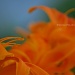 orange.... by earthbeone