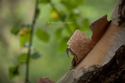 17th Jul 2012 - bark...